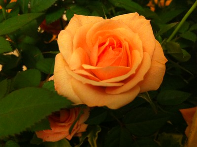 een roos in een bos bloemen, een typisch cadeau om iemand sterkte te wensen
