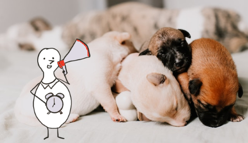 Hoe zeg je “geen slapende honden wakker maken” in het Engels? – Hoe zeg