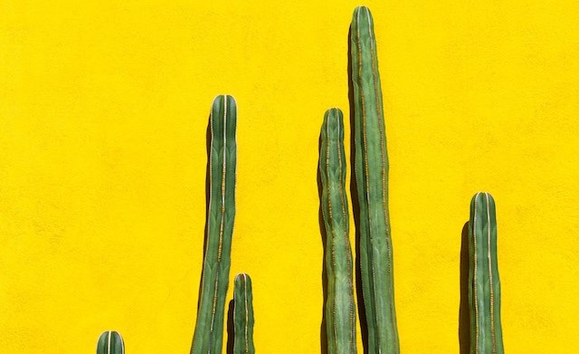 groene cactus tegen een gele wand. ergerlijk.